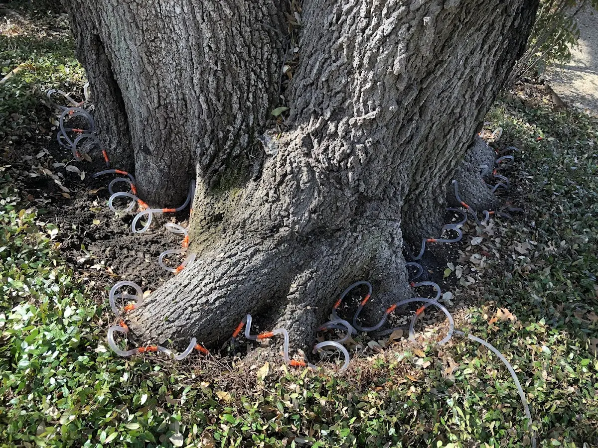 Detailed Tree Cabling and Bracing job site in Broadview