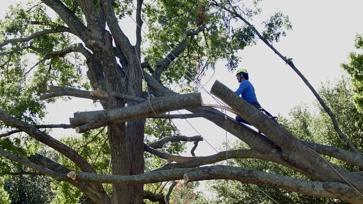 Professional Crown Thinning performed by certified arborists in Broadview