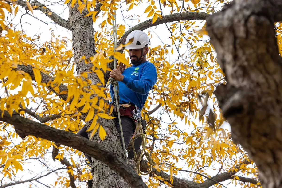 Skilled Tree Planing crew working in Broadview